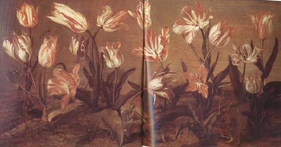 Jacob Gerritsz Cuyp Tulip Field (mk14) France oil painting art